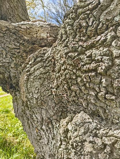 Deeply fissured and textured ancient  bark on the Ronsac oak