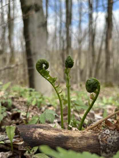 3 prominent fiddleheads from a low angle with the forest behind.
