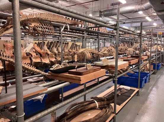 Museum storage facility with mounted whale skeletons