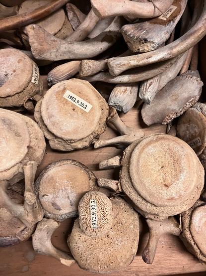 A drawer full of whale vertebra