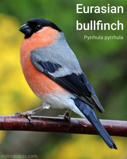 Eurasian bullfinch, Common bullfinch or Bullfinch (Pyrrhula pyrrhula). Adult male. Conservation status: Least Concern. CC: KKLW 📷: Photo by jLasWilson via Pixabay 2016
The photo shows a stocky, bull-headed bird with a bright pink-red breast and cheeks, a black cap, and a blue-gray back.