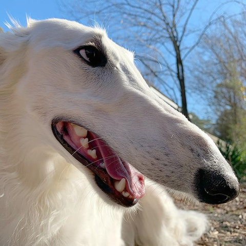 Photo of a borzoi breed dog. It has a ridiculously long snout.