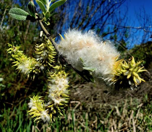 Halberd willow tree seed heads.