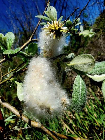 Halberd willow tree seed heads.