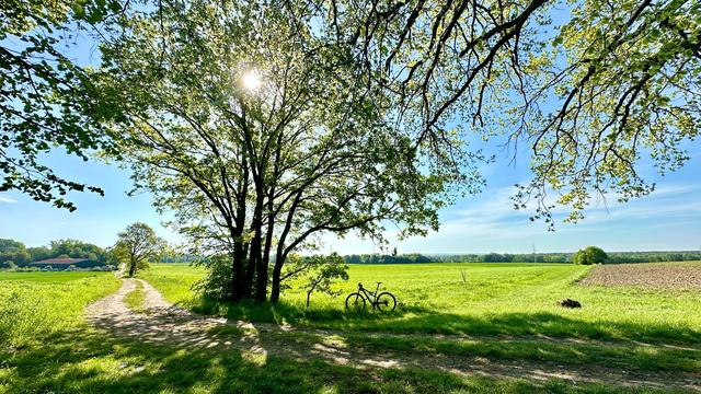 Foto aus dem Waldrandgebiet Richtung Felder. Die Sonne scheint durch die Blätter eines Baumes am blauen Himmel. Von oben ragen Äste und Blätter ins Bild. Ein Weg verläuft von links hinten nach rechts vorn in den Wald hinein. Ein MTB steht neben den Bäumen in der Mitte des Bildes