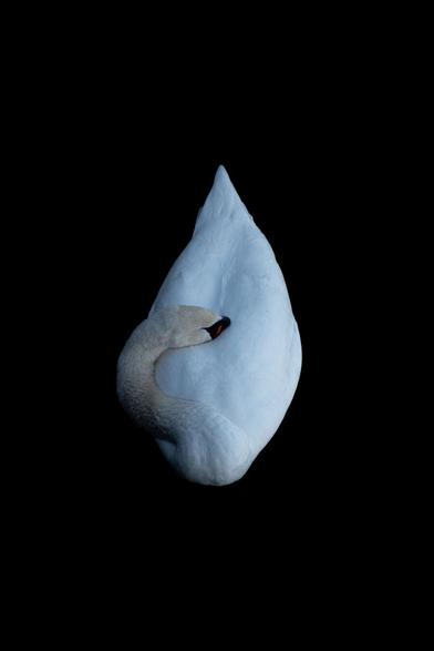 A sleeping white swan, curled with its head resting on its back, appears isolated against a dark background, creating a striking contrast.