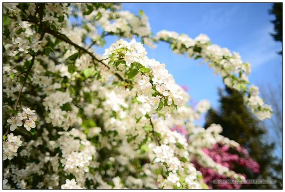 Weißblühender Zierapfel an einem sonnigen Maitag vor blauem Himmel