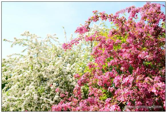 Weißblühender Zierapfel und eine mit roten Blüten übersäte Felsenbirne an einem sonnigen Maitag vor blauem Himmel