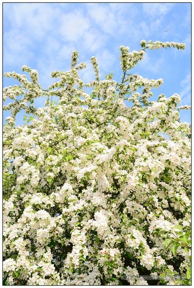 Weißblühender Zierapfel an einem sonnigen Maitag vor blauem Himmel
