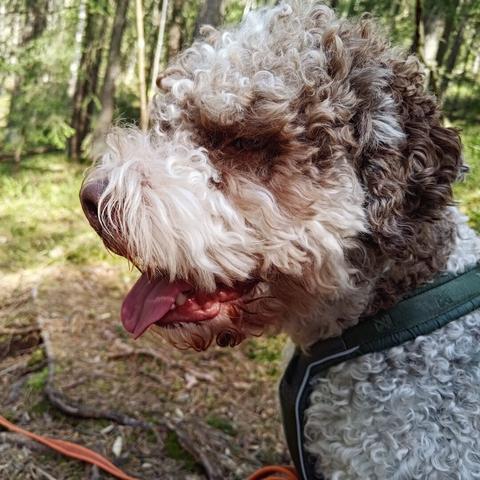Ein kvit og brun, krøllete hund sit og ser ut i skogen