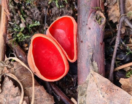 Scharlakansröd vårskål