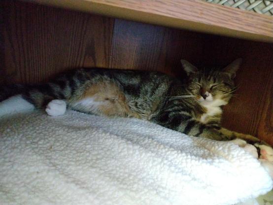 A young tabby cat with white markings on her face, chest and legs is sleeping with her head up inside a compartment in a wooden bookcase/entertainment center.  She is lying on top of a soft, fuzzy, white blanket.  The floof on her tummy is reddish-brown and white.