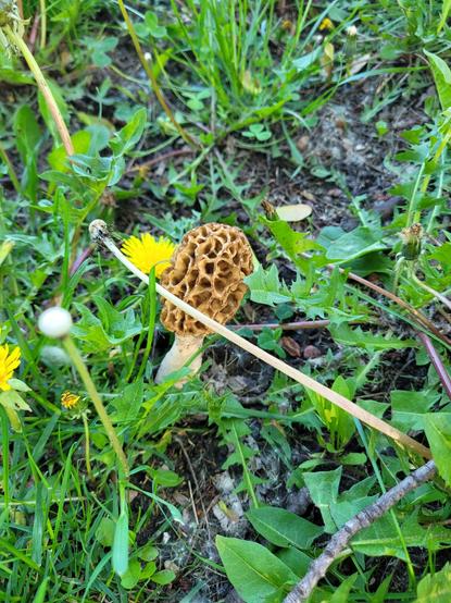 A picture of a morel looking mushroom amongst the dandelions and sparse grass.