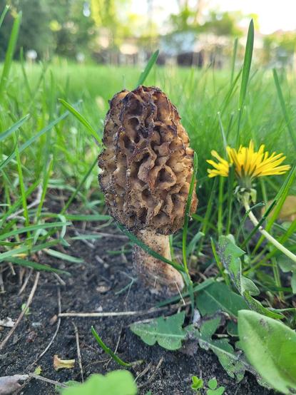 A closer picture of another morel looking mushroom amongst the dandelions and sparse grass.