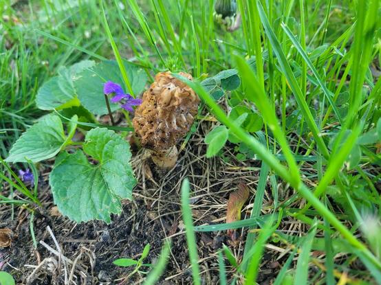 A picture of a third morel looking mushroom amongst the sparse grass and violets.