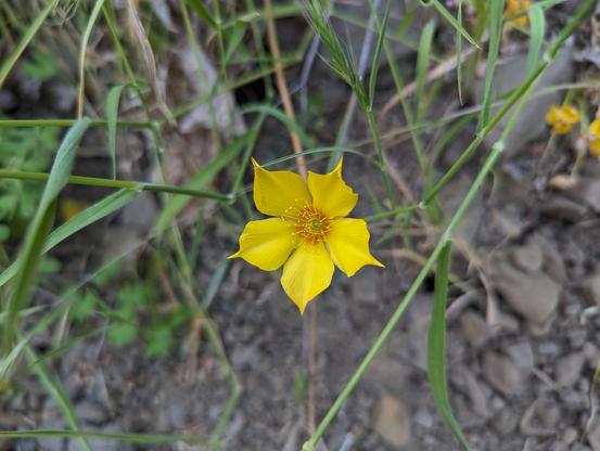 A blazing star flower close-up. A yellow flower with 5 pointed petals