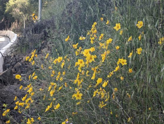 A patch of blazing star flowers in bloom