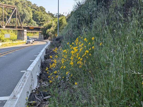 A patch of blazing stars on the side of Niles Canyon road