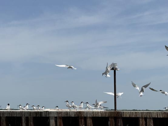 Terns (I think) perched on a dock with some flying in the air and a light pole on the right.