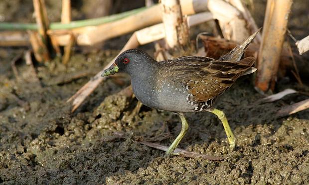 Australian Crake at the Gold Coast, South-East Queensland, Australia in January 2013