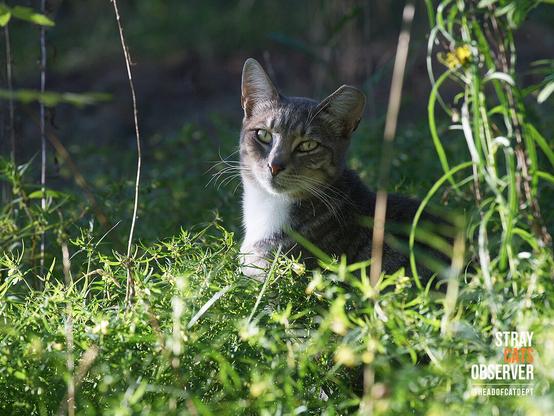 Gray tabby cat sits in tall grass