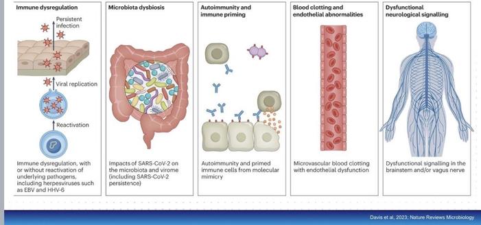 Diagram showing all the wonderful things a persistent Covid infection can do to one’s body

Immune dysregulation Persistent infection Viral replication Reactivation Immune dysregulation, with or without reactivation of underlying pathogens, including herpesviruses such as EBV and HHV-6 Microbiota dysbiosis Autoimmunity and immune priming Blood clotting and endothelial abnormalities Dysfunctional neurological signalling Impacts of SARS-CoV-2 on the microbiota and virome (including SARS-CoV-2 persistence) Autoimmunity and primed immune cells from molecular mimicry Microvascular blood clotting with endothelial dysfunction Dysfunctional signalling in the brainstem and/or vagus nerve Davis et al, 2023; Nature Reviews Microbiology