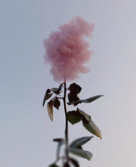 Abstract rose photo where pink petals look like clouds