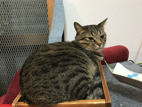 A tabby cat (my cat 6years ago)is fitting in a wooden box.
