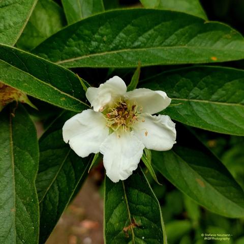 A white medlar flower.