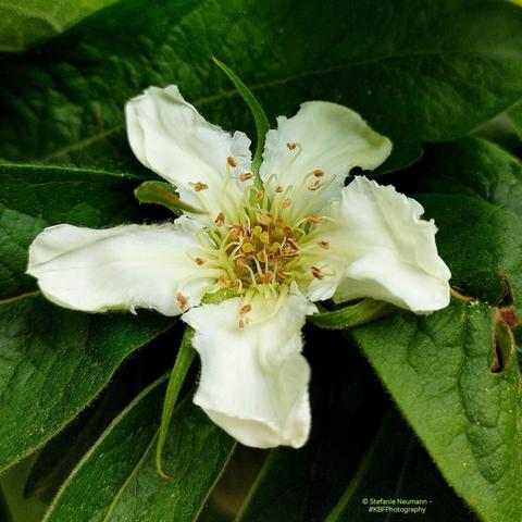 A white medlar flower.