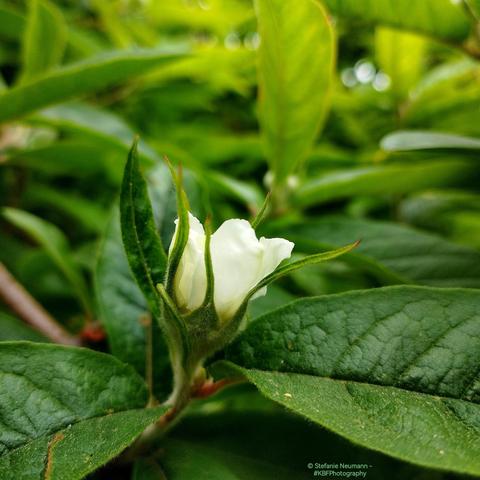 A white medlar flower just unfolding.
