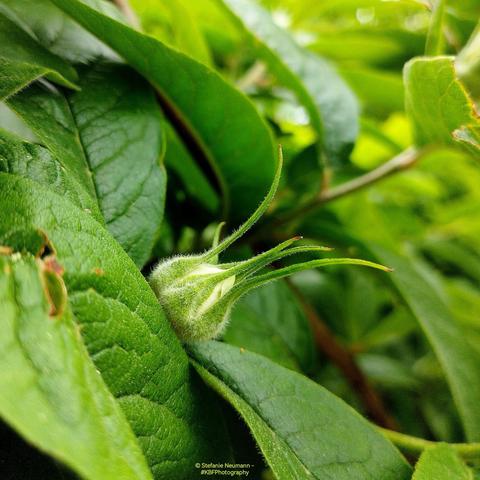 Flower bud of a medlar.