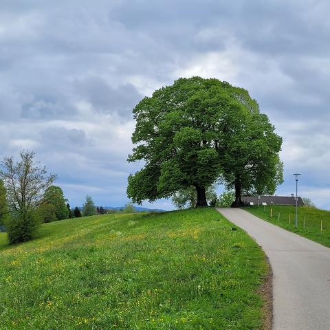 Schmale Straße führt zur Linde. Rechts und links Wiesen