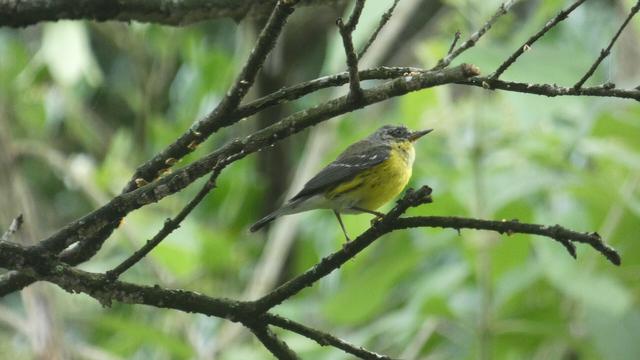 A small warbler with gray wings and back and a bright yellow breast and neck perches on a leafless branch.