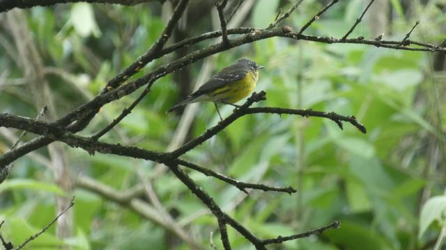 A small warbler with gray wings and back and a bright yellow breast and neck perches on a leafless branch.