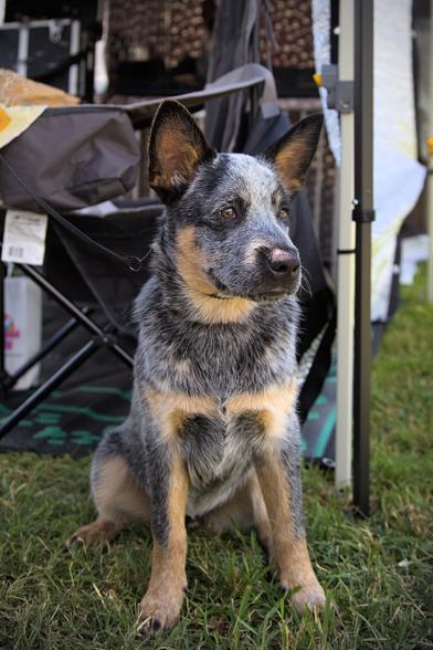 A photo of a Blue Heeler puppy called Jimmy. He is sitting upright and staring into the distance, slightly to the right of shot.  He is sitting on grass with miscellaneous camping gear visible in the background. He is sitting in the shade, but there are small spots of dappled sunlight that hint at it being a sunny day.

While his ears are pricked and he seems attentive, there is a somewhat distant, almost pensive, look in his eyes.