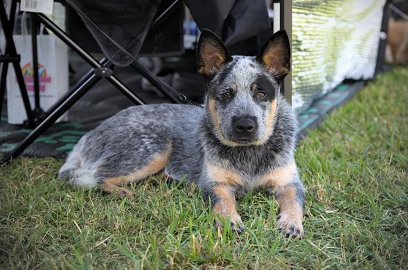Jimmy, the Blue Heeler pup, is lying on the grass looking attentively at the photographer. An assortment of camping gear can be seen in the background.

He is alert and focused, with pricked ears and eyes that stare directly into your soul.