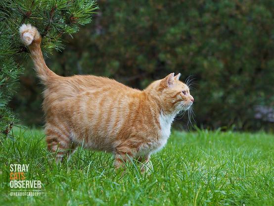 Red tabby cat stands sideways to us