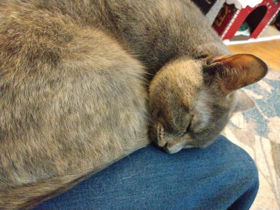 A 2 year old dilute tortoiseshell cat with fur in muted tones of grey, orange and white, is sleeping on her CatMom's lap.  She is all curled up, trying to keep warm.