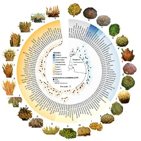 Circular phylogenetic tree representing a species-level phylogeny for Cycas including spatial-temporal dynamics and integrated global environmental data.