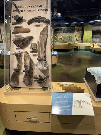 An exhibit showcasing various mastodon bone fragments and fossils with descriptive labels, positioned in a museum display case with educational signage and a museum environment in the background.