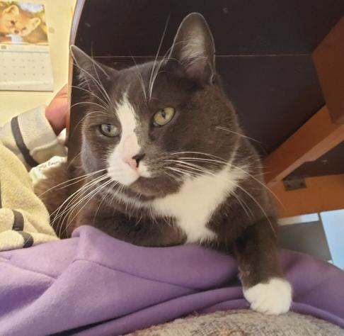 My gray tuxedo cat, sitting on my lap, at kitchen table.