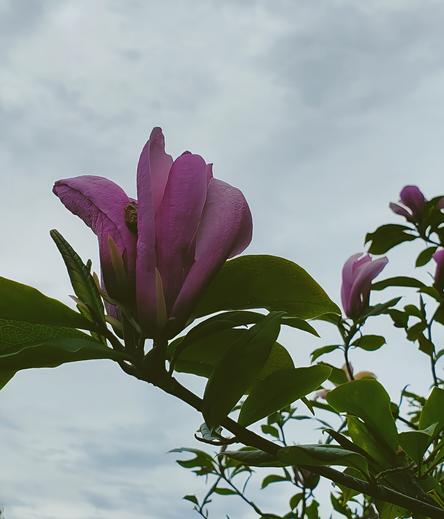 Pink magnolia flowers.