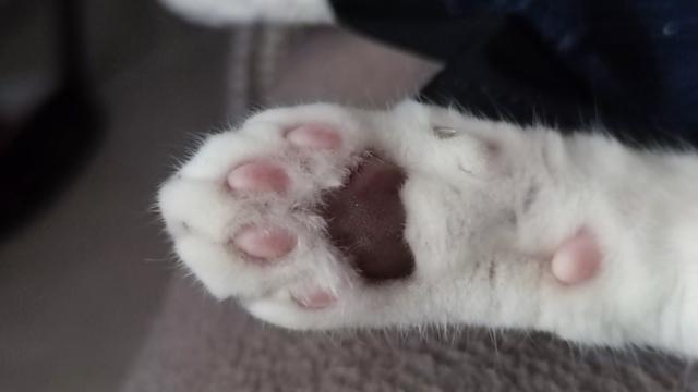 Close up photography of a cat paw. The limb is white; the metatarsal pad is dark brown; the footprints and digital pads are pink.