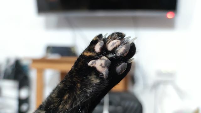 Close up photography of a tortie cat paw. The limb is predominantly black with orange parts; the metatarsal pad, the digital pads and footprints are light pink and black mixed in different patterns.