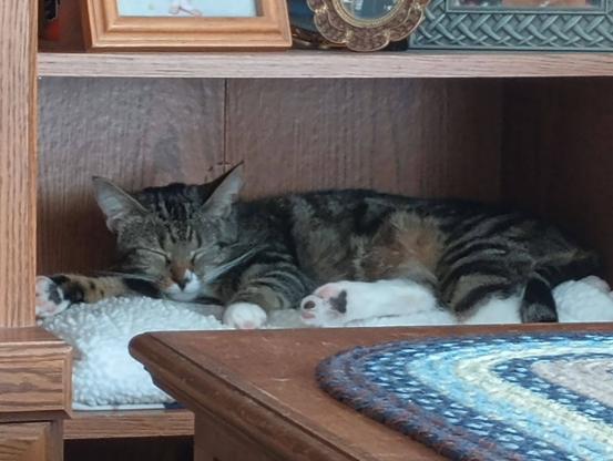 A young tabby cat with white markings on her face, chest and feet, is sleeping on her side with her legs sticking out.  Her little pink and black toe beans are showing.  She is lying on a fuzzy white blanket inside a nook in a bookcase/entertainment center.
