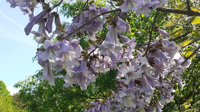 Trumpet shaped flowers on a tree