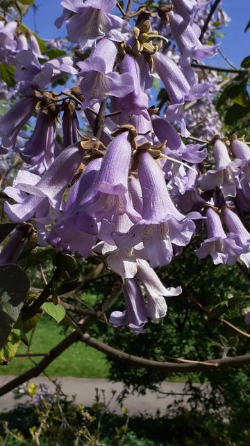 Trumpet shaped flowers on a tree