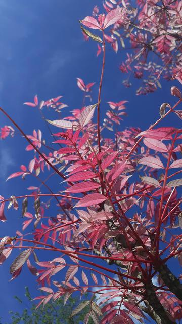 Elliptical shaped, pointed leaves that are pink. Blue sky behind