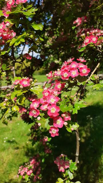 Some pink flowers on a tree.

Greenery of the park in the background